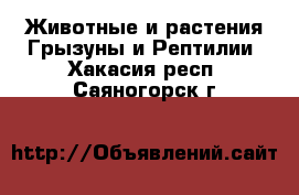 Животные и растения Грызуны и Рептилии. Хакасия респ.,Саяногорск г.